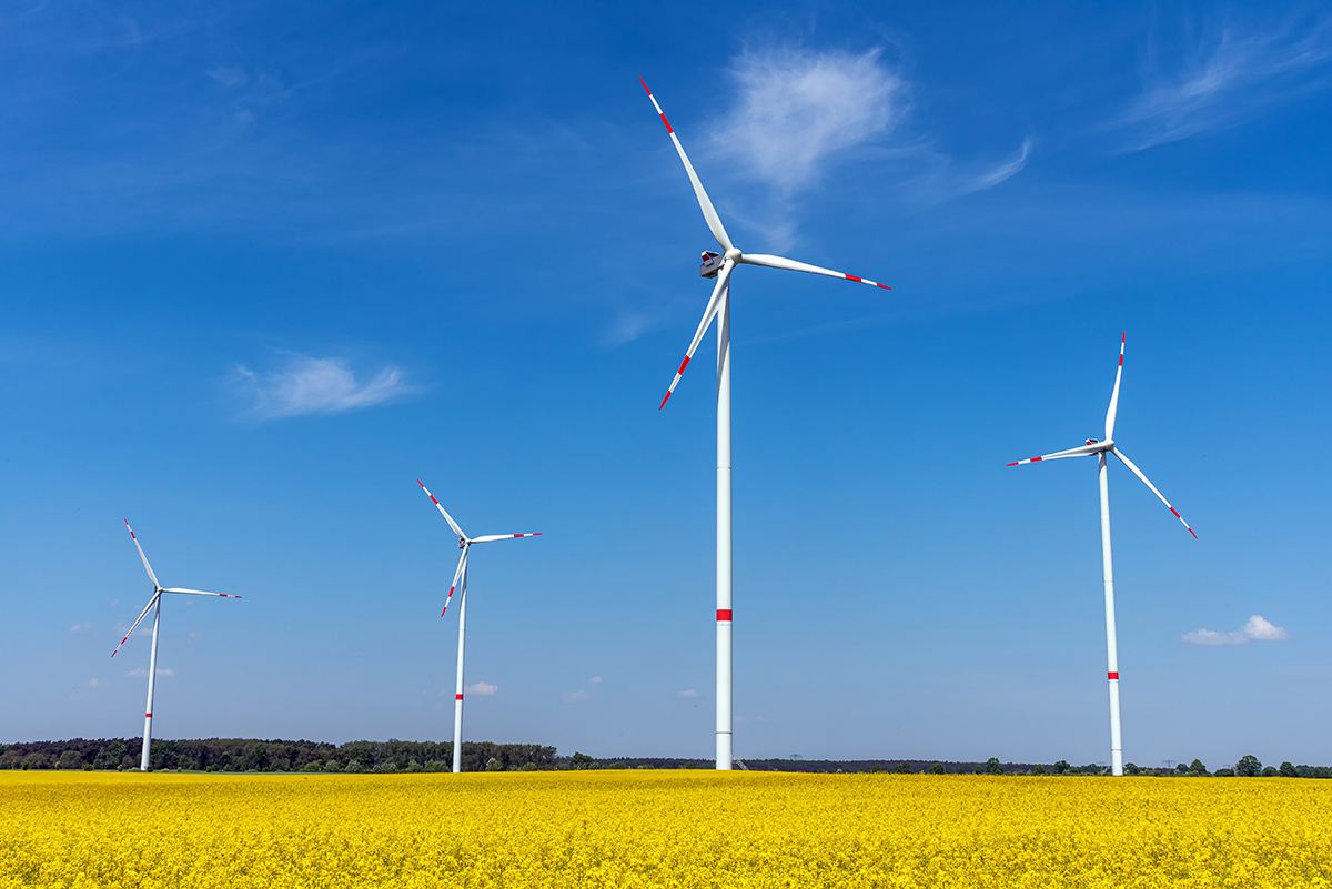 wind-energy-turbines-and-a-flowering-canola-field-WTZMMPX